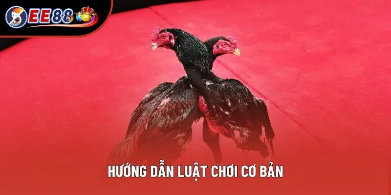 Hướng dẫn luật chơi cơ bản