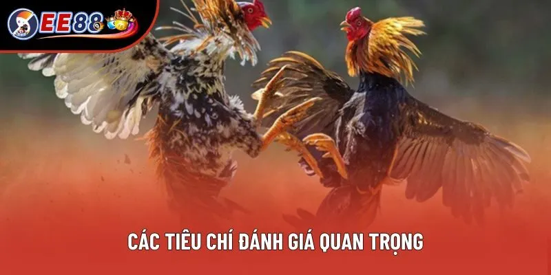Các tiêu chí đánh giá quan trọng