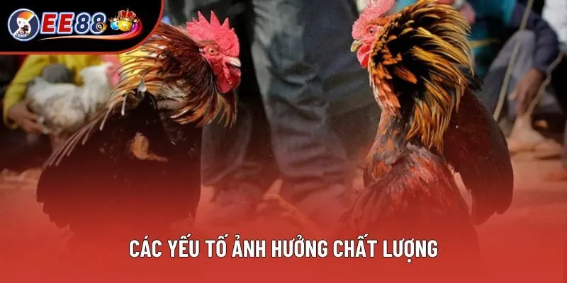 Các yếu tố ảnh hưởng chất lượng