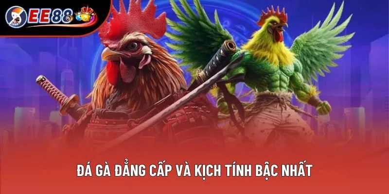 Đá gà đẳng cấp và kịch tính bậc nhất