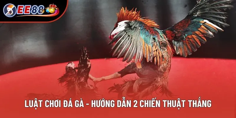 Luật Chơi Đá Gà - Hướng Dẫn Đầy Đủ Và 2 Chiến Thuật Thắng
