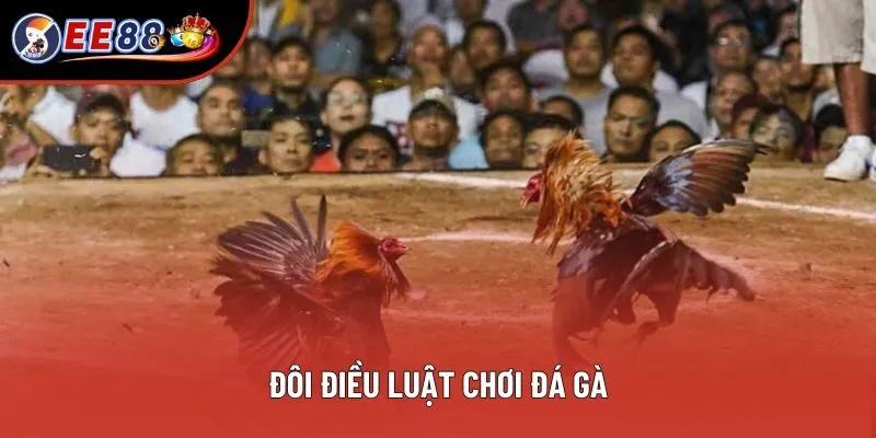Đôi điều luật chơi đá gà Đôi điều luật chơi đá gà