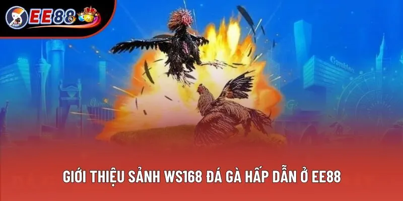 Giới thiệu sảnh WS168 đá gà hấp dẫn ở EE88